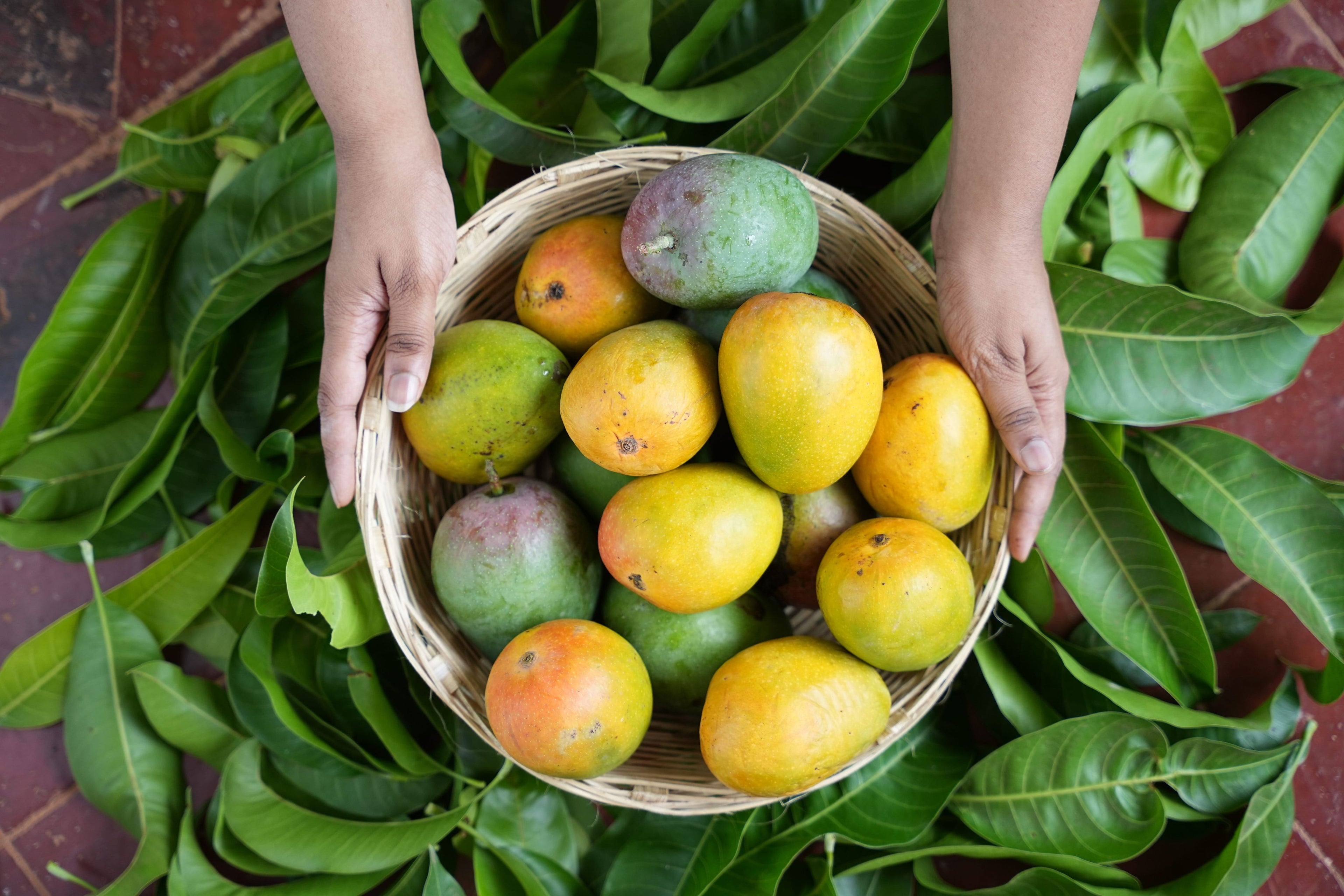 Ratnagiri Alphonso Mango (2 dozen)