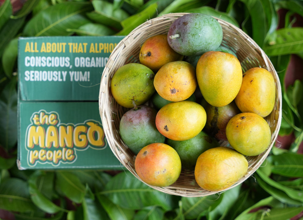 Ratnagiri Alphonso Mango (2 dozen)